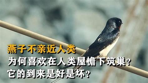 燕子的特徵|燕科(鳥類):形態特徵,棲息環境,生活習性,分布範圍,繁殖。